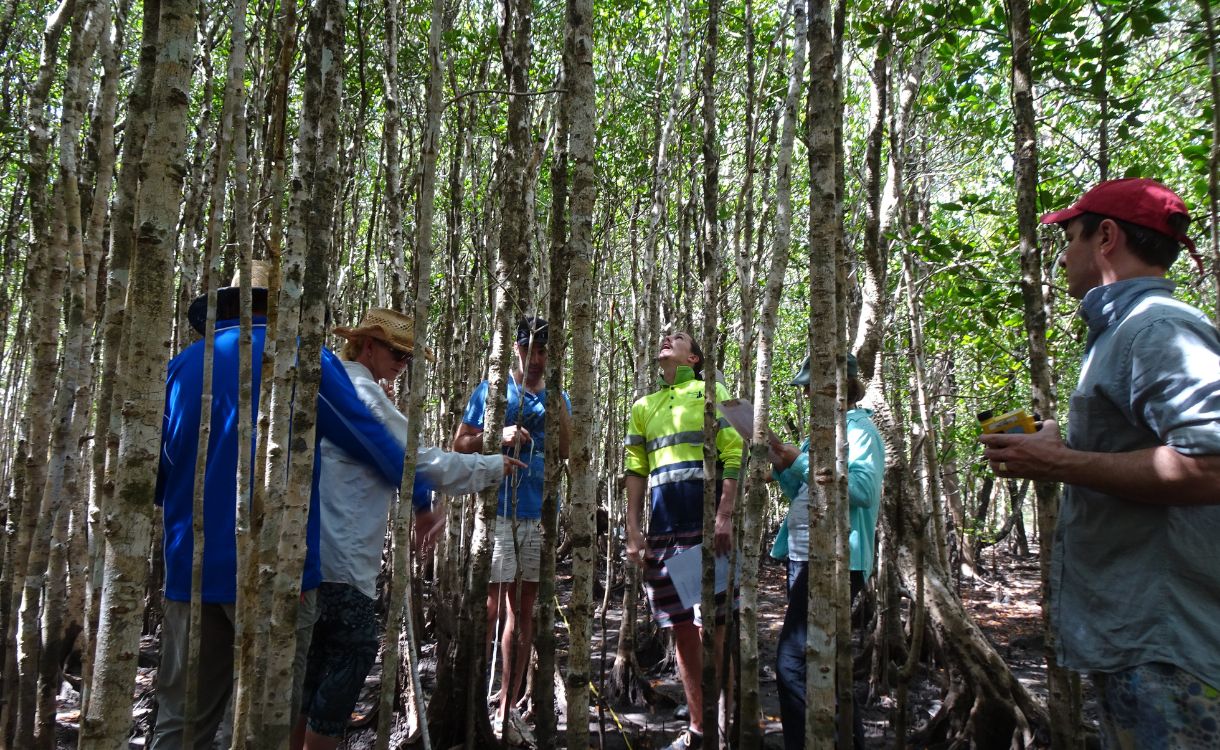 Citizen scientists inform Wet Tropics health report card with mangrove monitoring