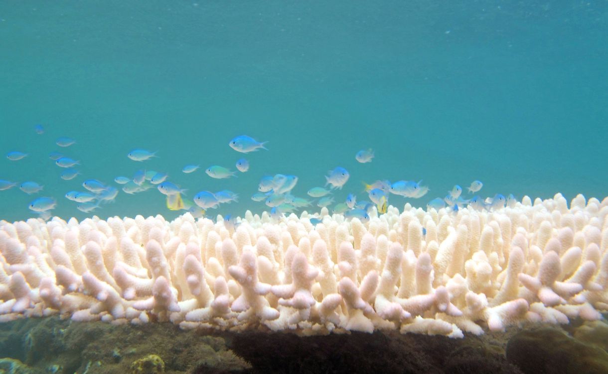 Reef danger highlights need for urgent and systemic approaches to living with nature