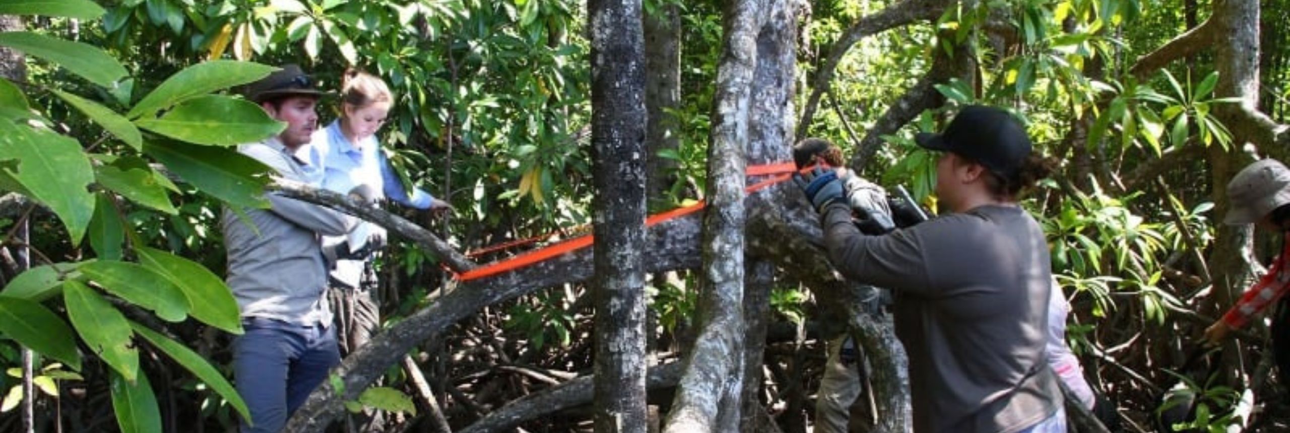 Getting Mangroovy in the Daintree image 1