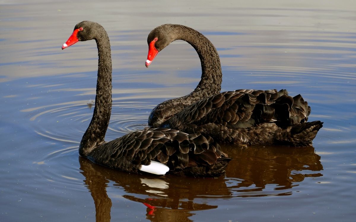two swans swimming