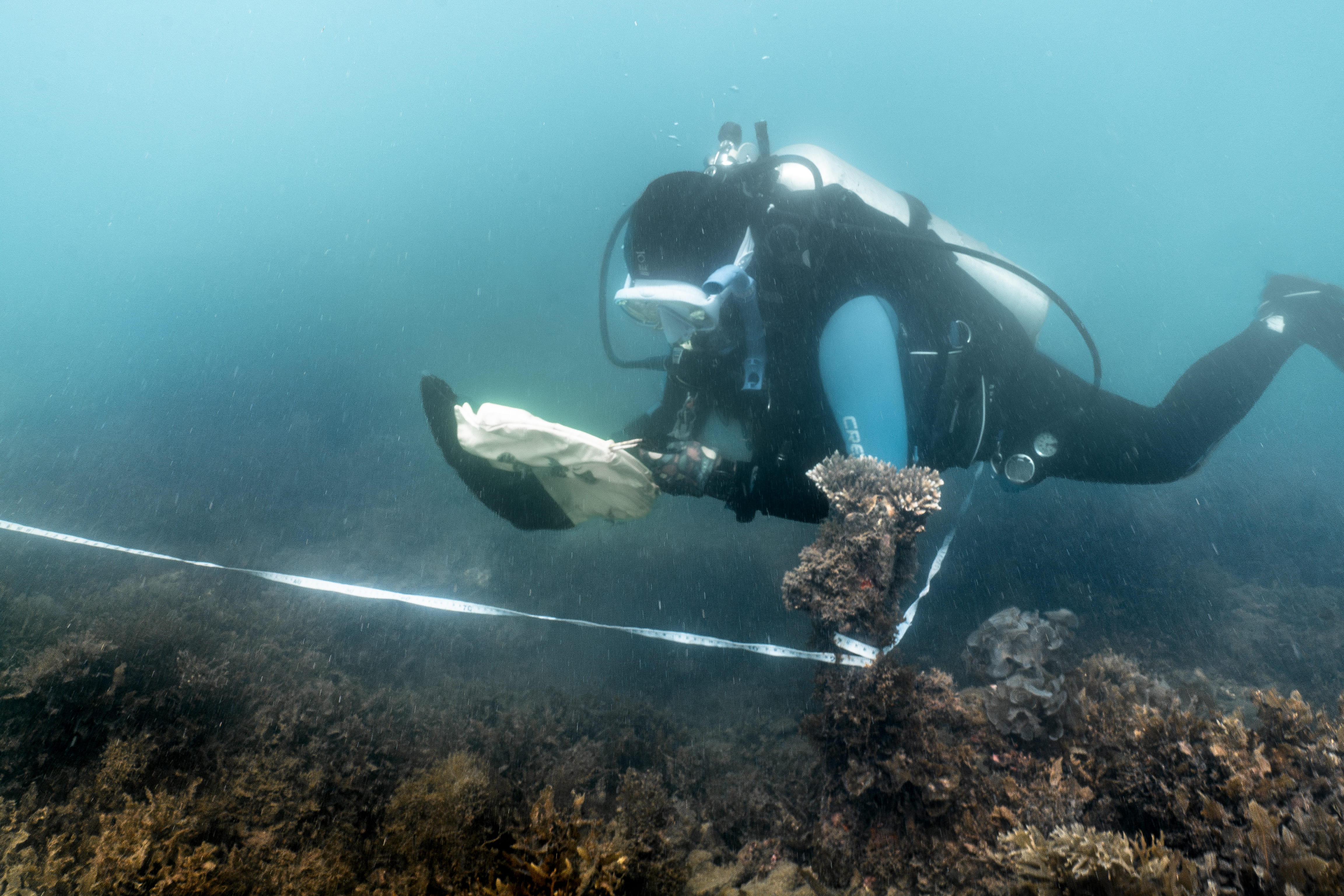 diver weeding reef