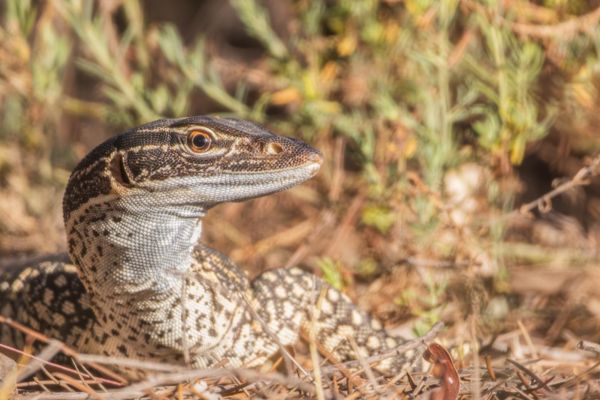 Calperum station wildlife
