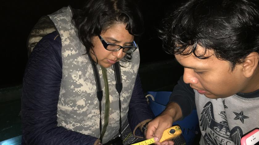 Take to the river at night and track caimans, smaller relatives of the alligator.