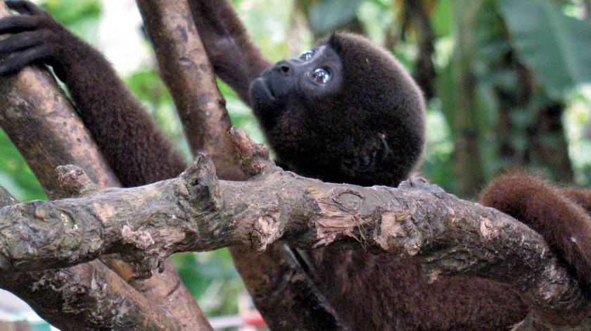 Terrestrial mammals and game birds are surveyed to examine the impact of climate change on wild meat species.