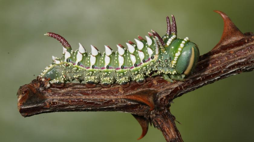 green caterpillar