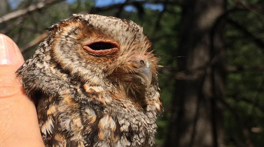 Forest Owls