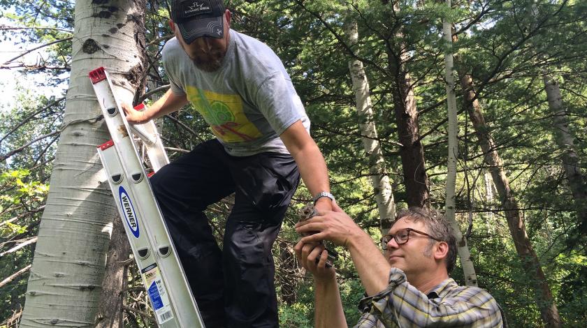 Field work with owls