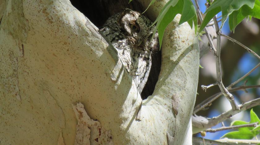 Owl in tree