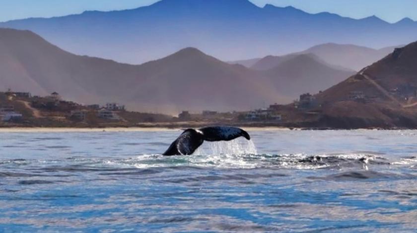 Whale tail