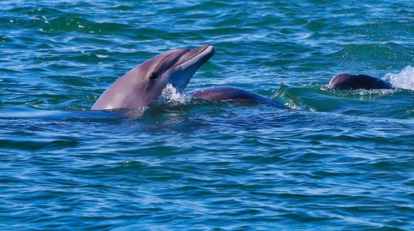 Dolphin out of water