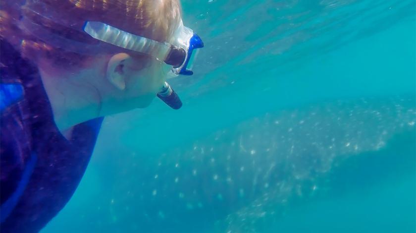 Snorkeling next to whale