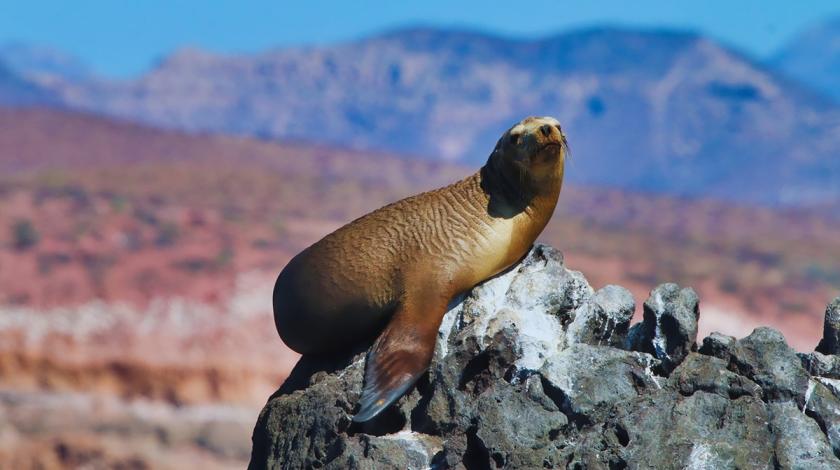 Seal on rock