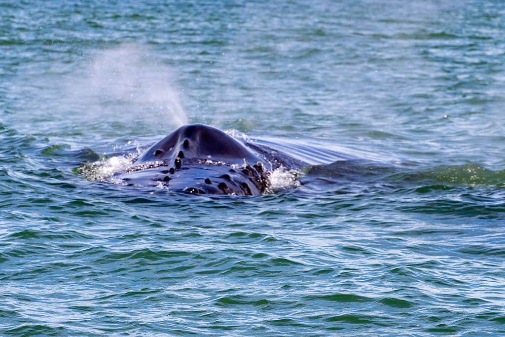Floating Habitats: Marine Wildlife in a Costa Rican Fjord image5