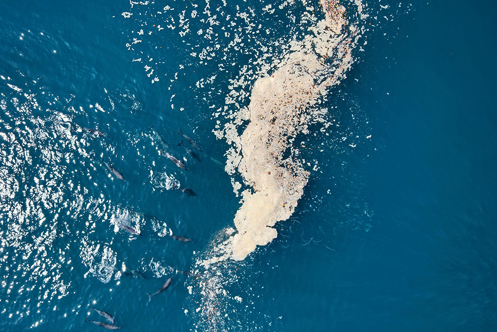 Floating Habitats: Marine Wildlife in a Costa Rican Fjord image6