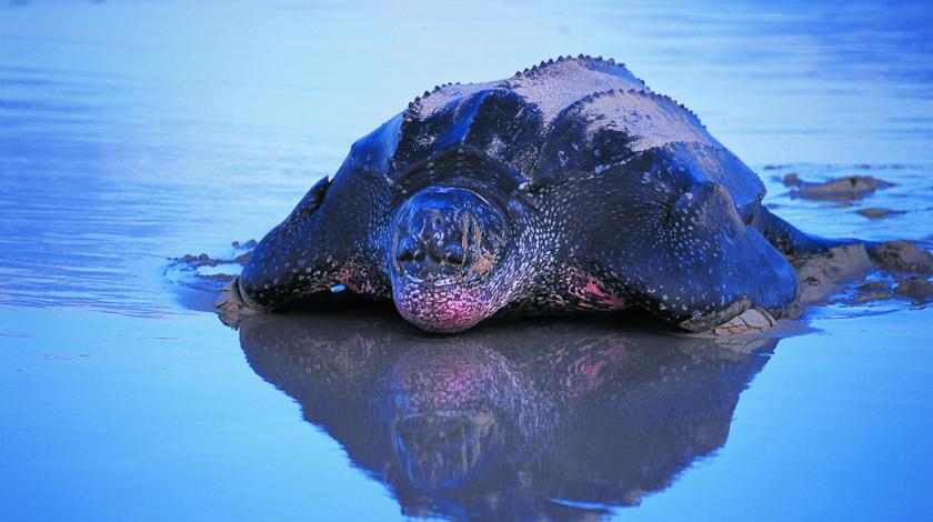 Costa Rican Sea Turtles on beach