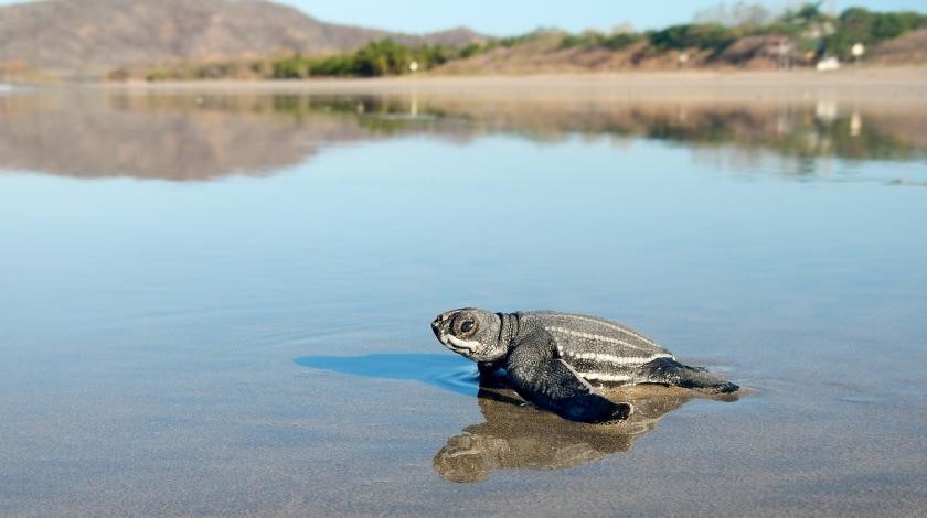 baby turtle on shore