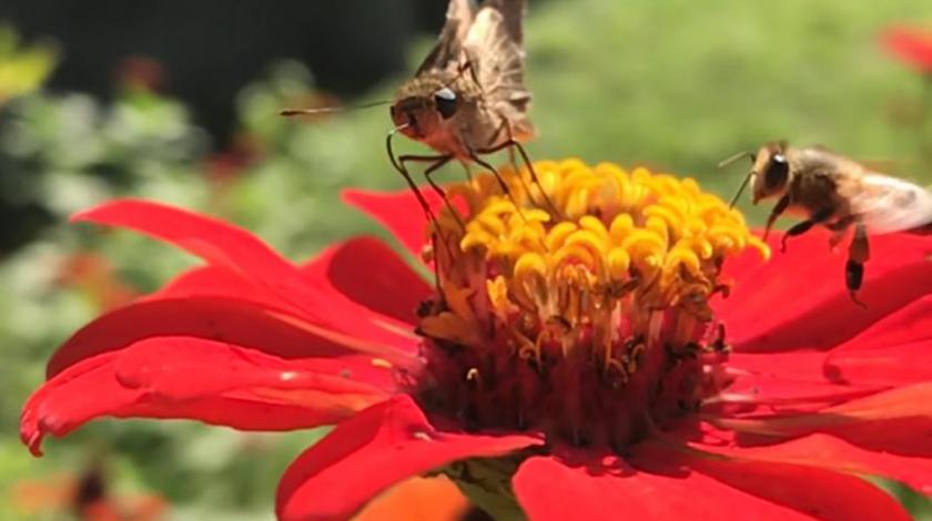 Wild Bees on red flower
