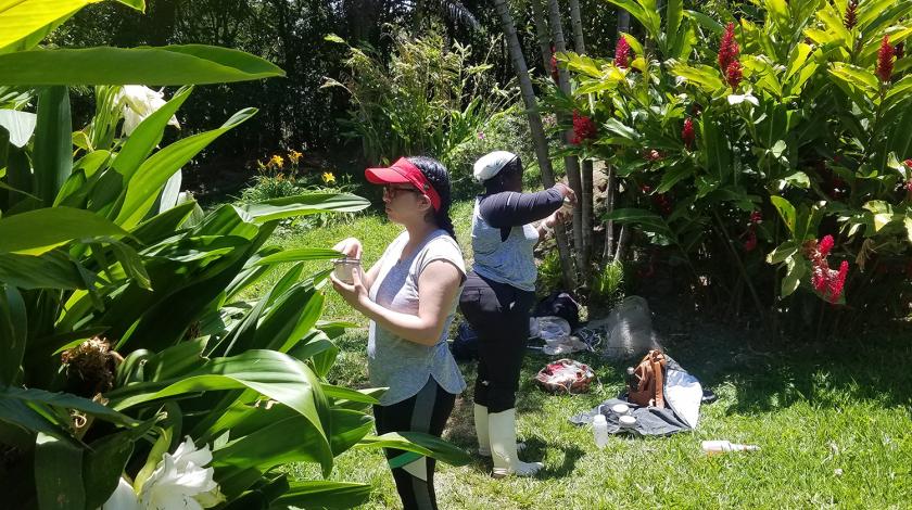 observing bees