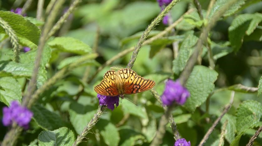 butterfly on flower