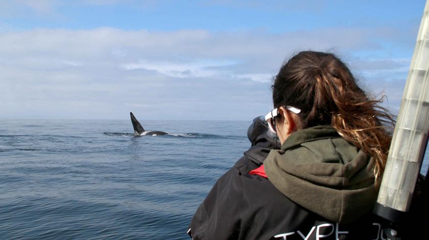 participant observing whales