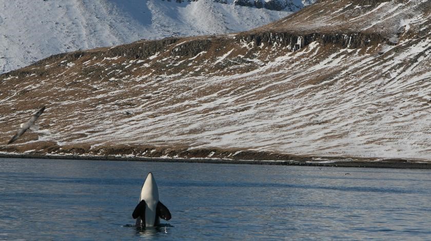 whale jumping from water