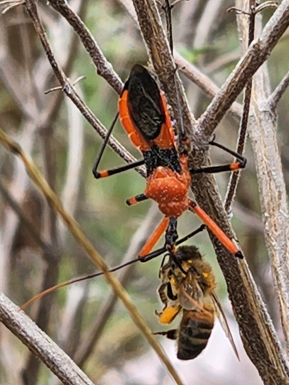  red-backed spider