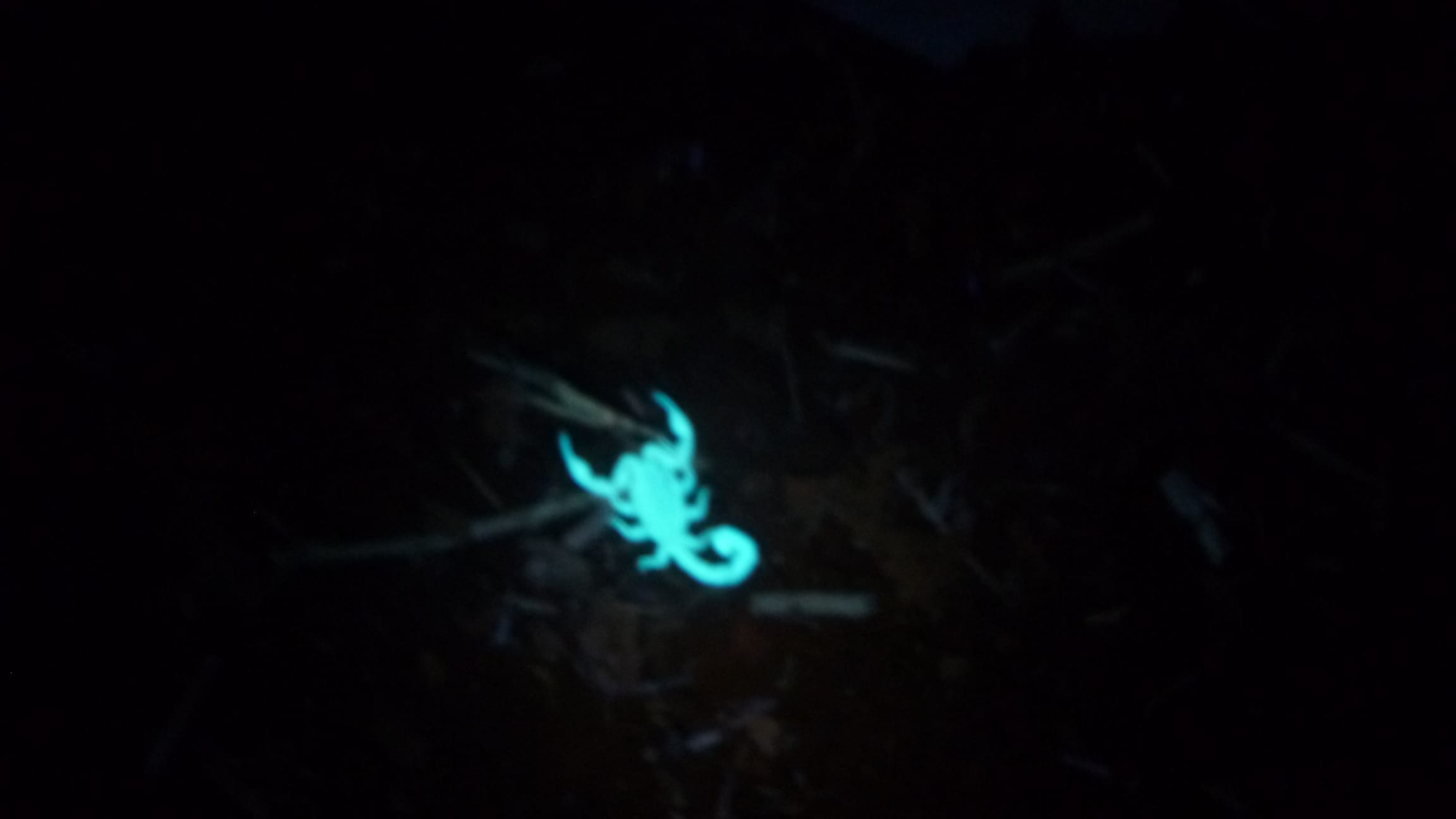 Did you know that all scorpions glow in the dark when under a UV light