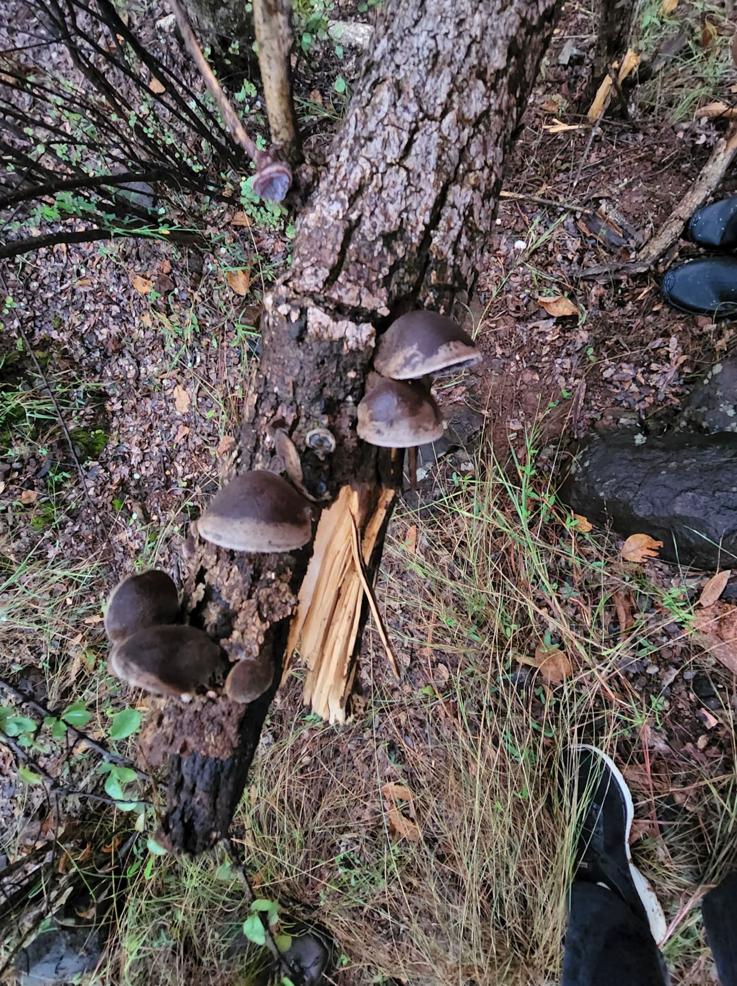 rain rain go away fungi on trees