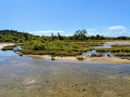 Saltmarsh Survey: Bushland Beach Round 1