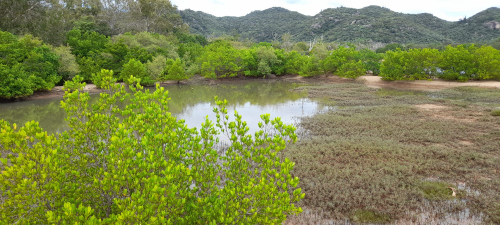 Saltmarsh Survey: Railway Estate