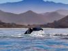 Whale tail