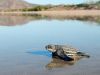 baby turtle on shore