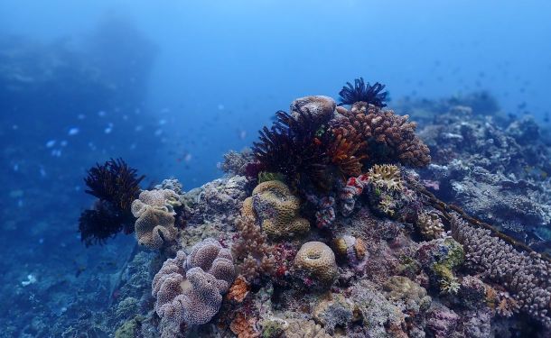 From Mangroves to the Reef: Coastal guardianship in a changing climate