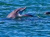 Dolphin out of water