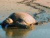 Costa Rican Sea Turtle on beach