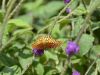 butterfly on flower