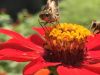 Wild Bees on red flower