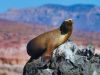 Seal on rock