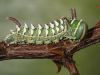 green caterpillar