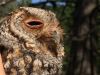 Forest Owls