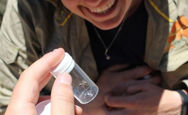 Spiders that look like lollies and have eyes on their belly