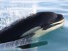 killer whale in water