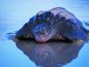 Costa Rican Sea Turtles on beach