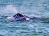 Floating Habitats: Marine Wildlife in a Costa Rican Fjord image5