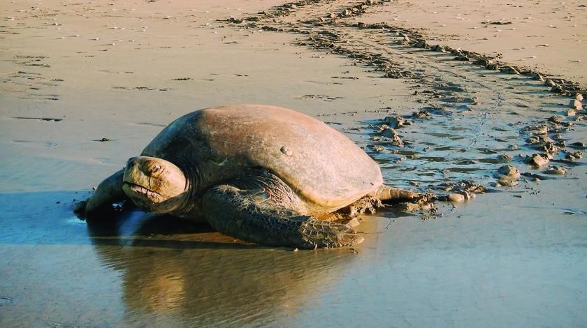 Costa Rican Sea Turtle on beach
