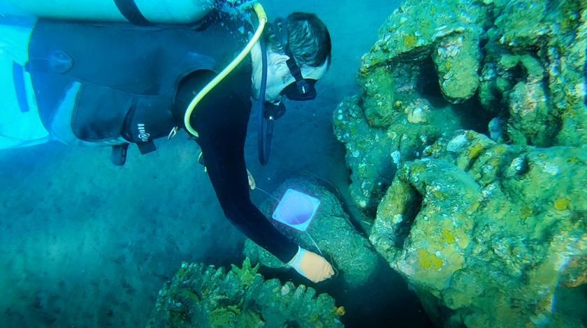 Diver taking samples