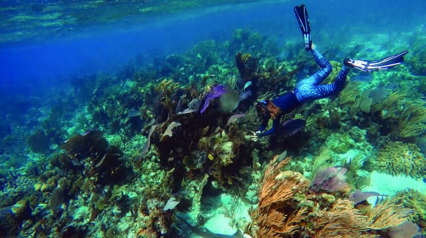 scuba divers swimming in coral