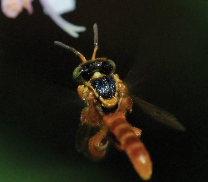 Conserving Wild Bees and Other Pollinators of Costa Rica