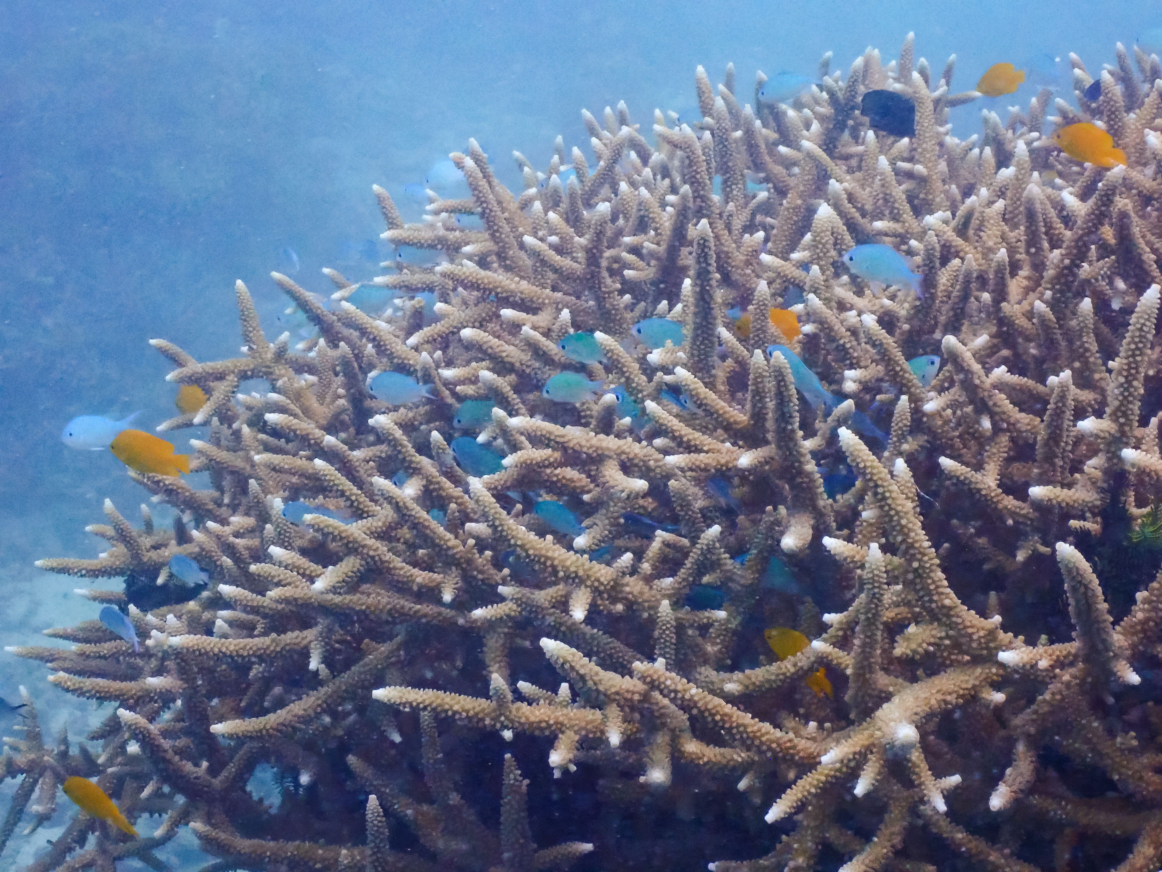 Coral close up