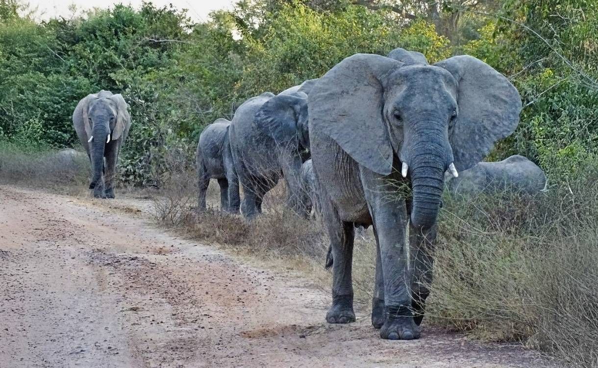 What Do Zambia's Wildlife and Bones Reveal?